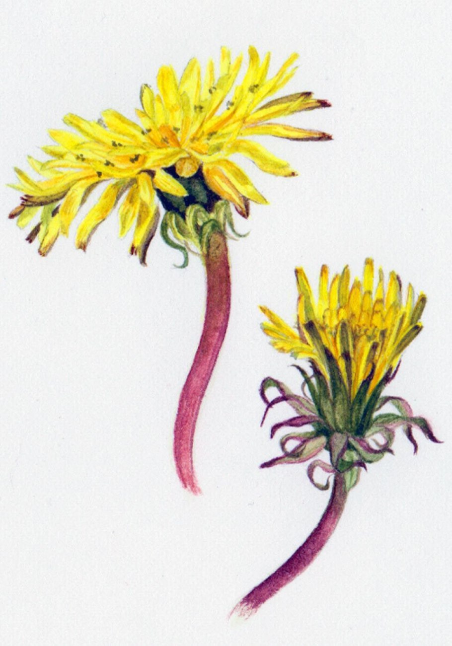 Семена одуванчика