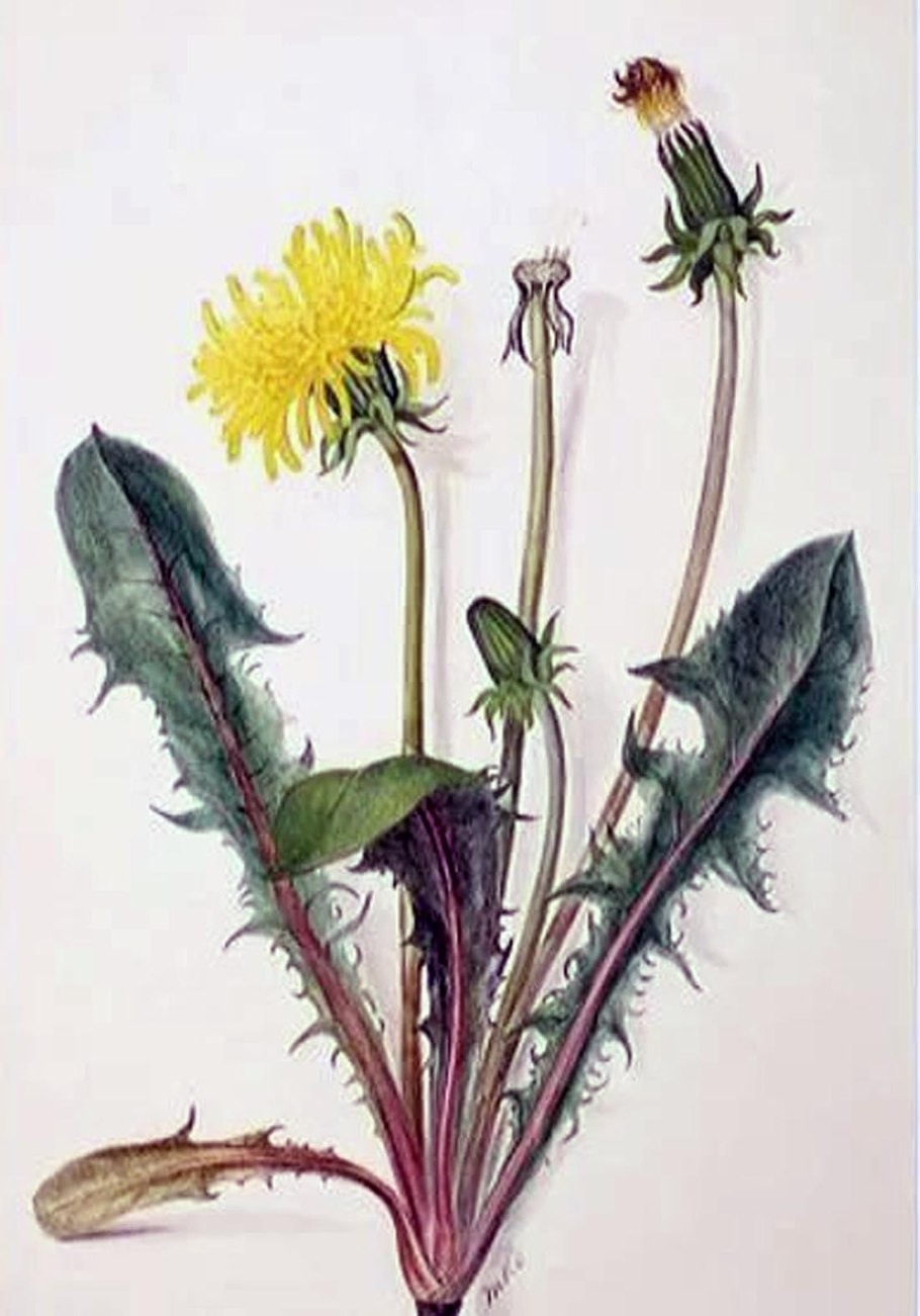 Эмблема канал Taraxacum на ютубе