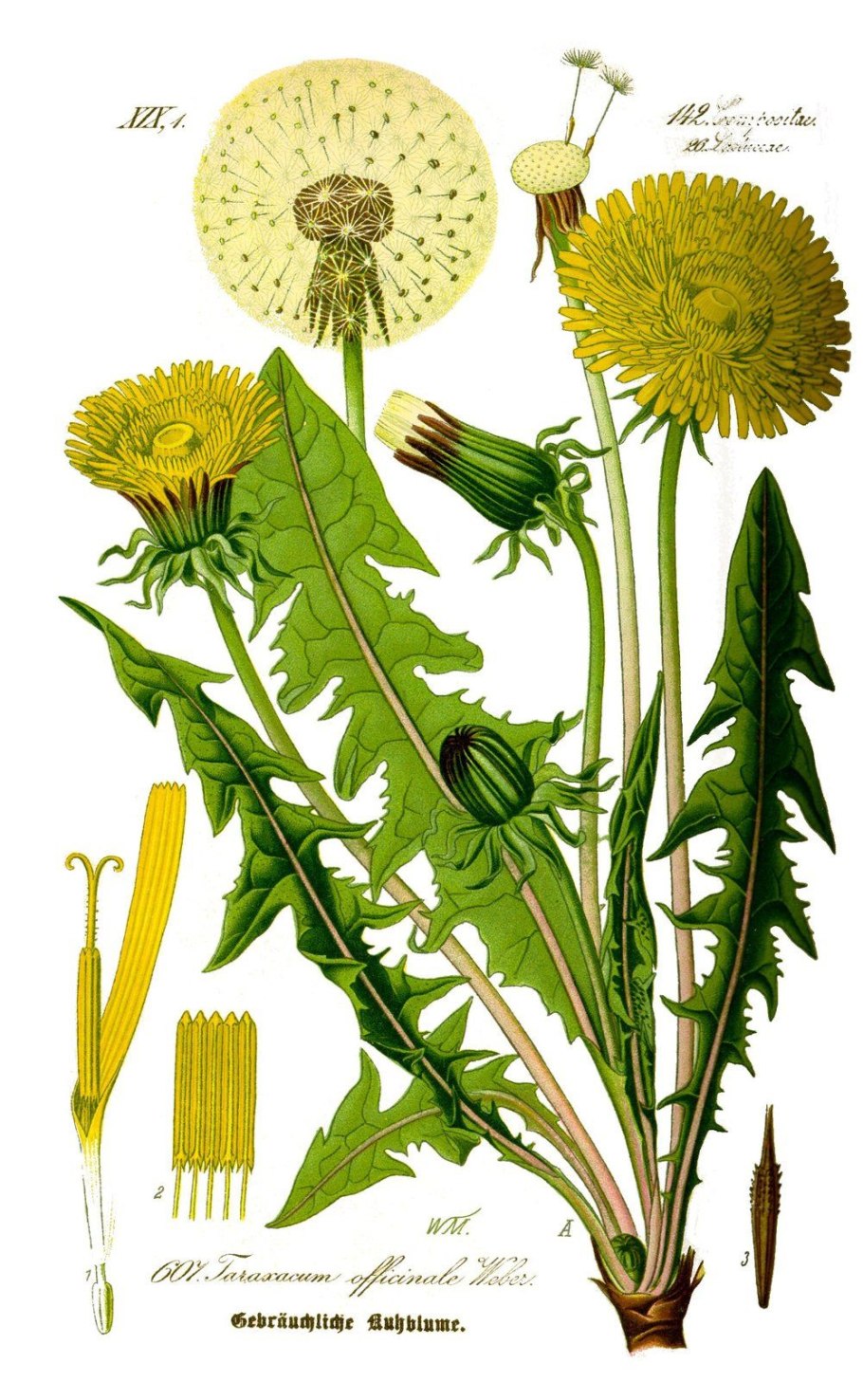 Одуванчик лекарственный taraxacum officinale