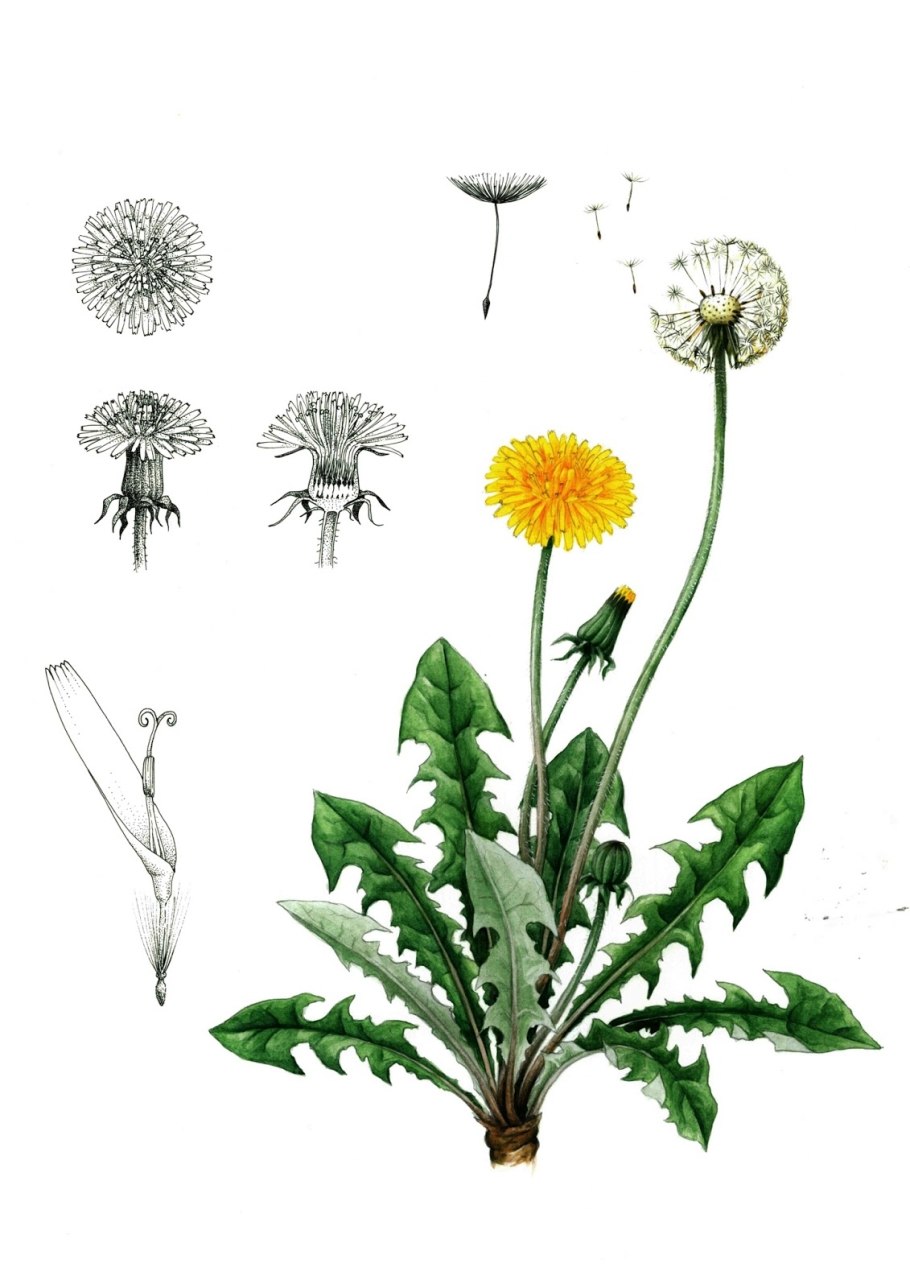 Шоппер с рисунком одуванчик