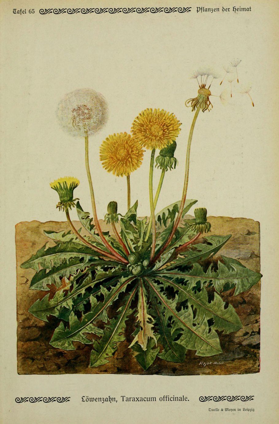 Taraxacum officinale ботаническая иллюстрация