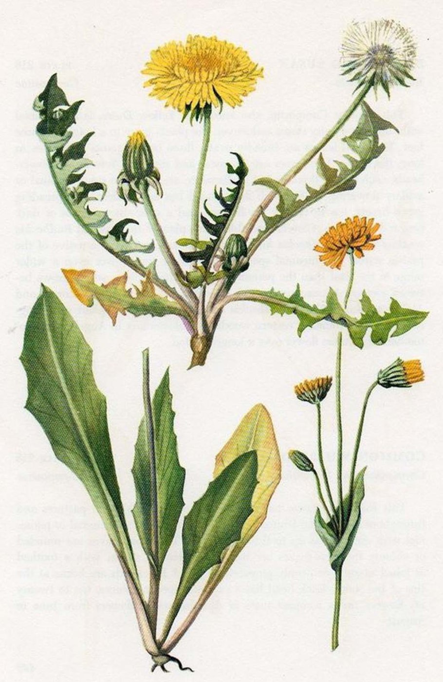 Taraxacum officinale иллюстрация