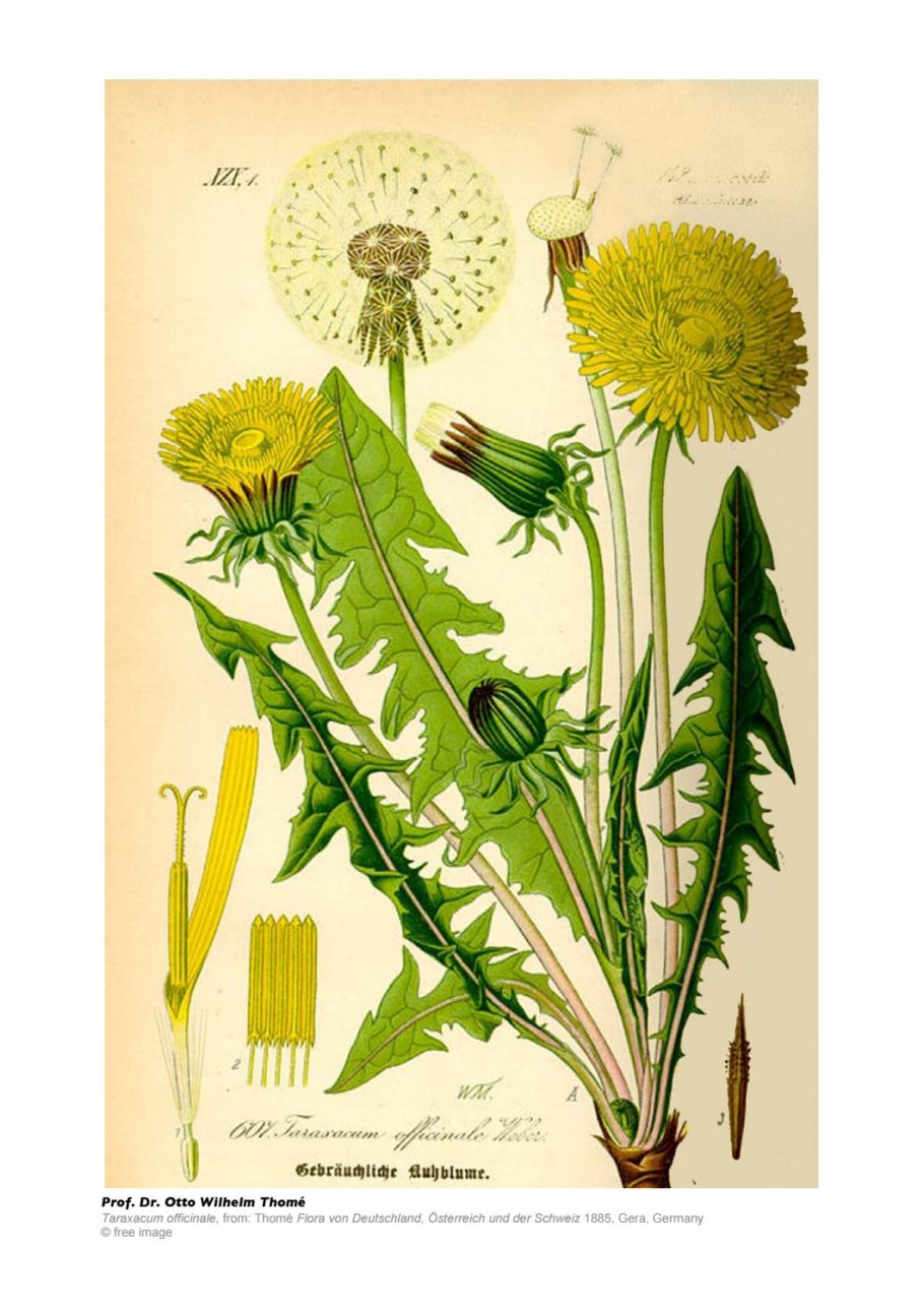 Одуванчик лекарственный Империя