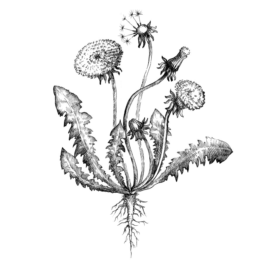 Семена одуванчика рисунок карандашом