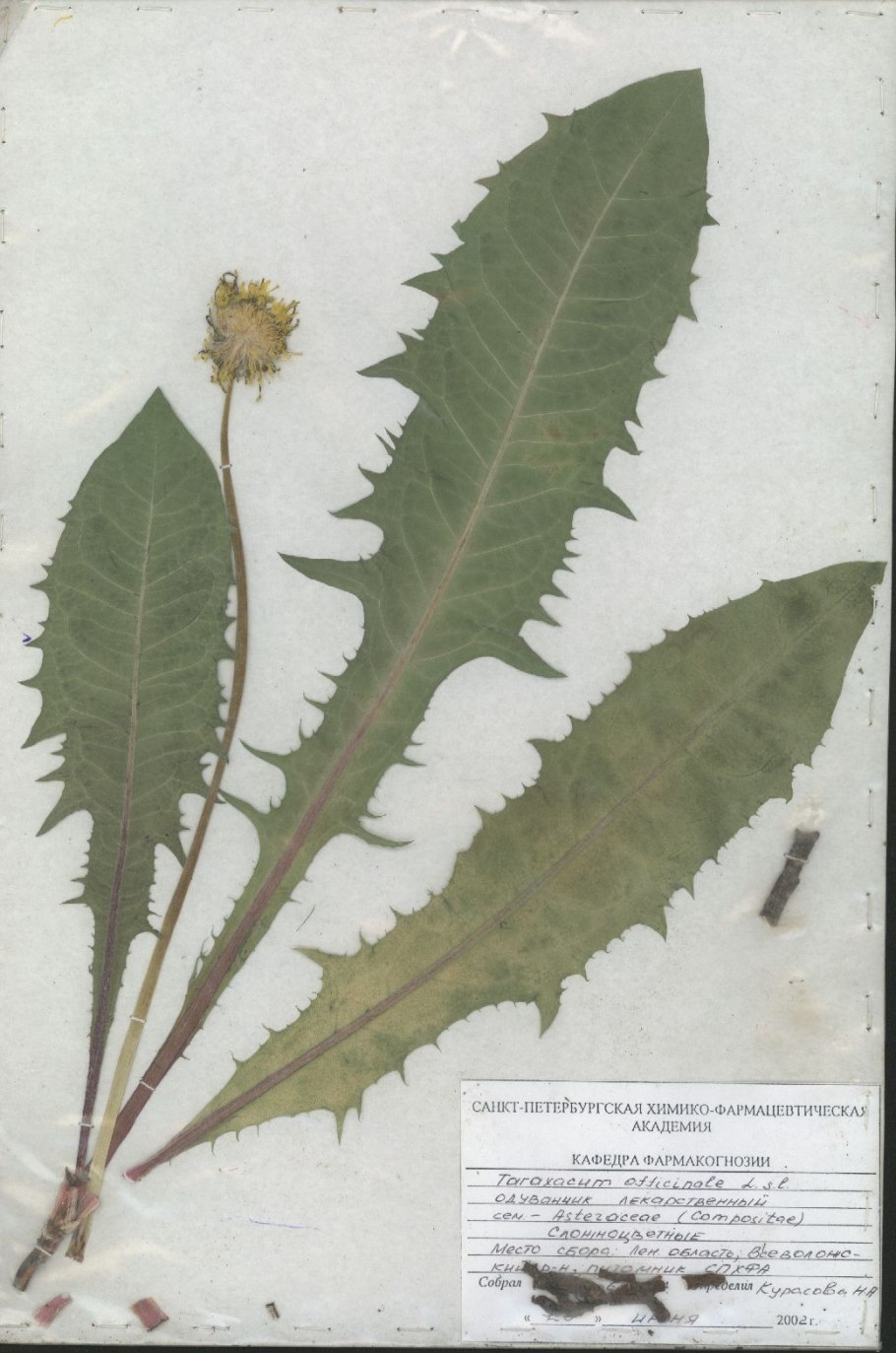 Одуванчик лекарственный гербарий
