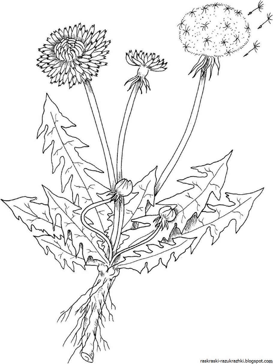 Одуванчик лекарственный гербарий