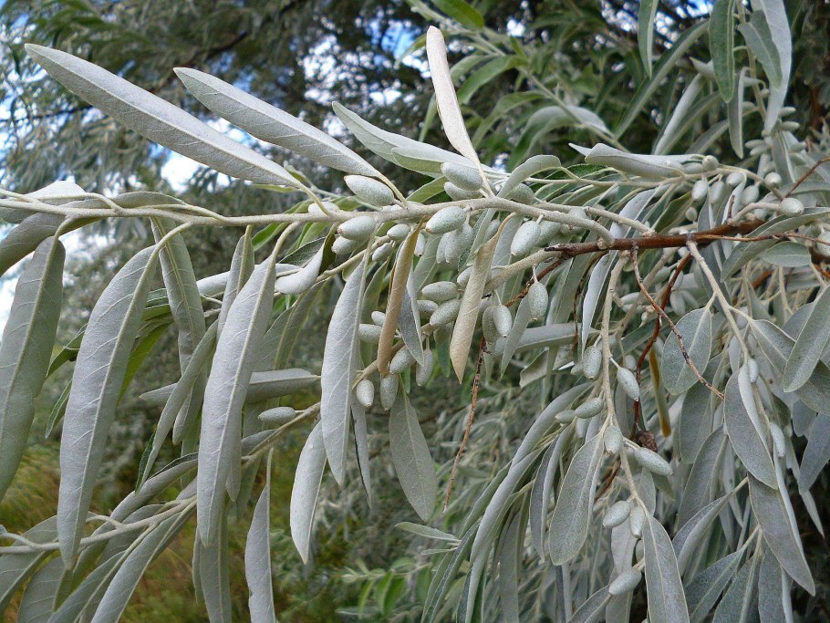 Груша иволистная (Pyrus salicifolia)