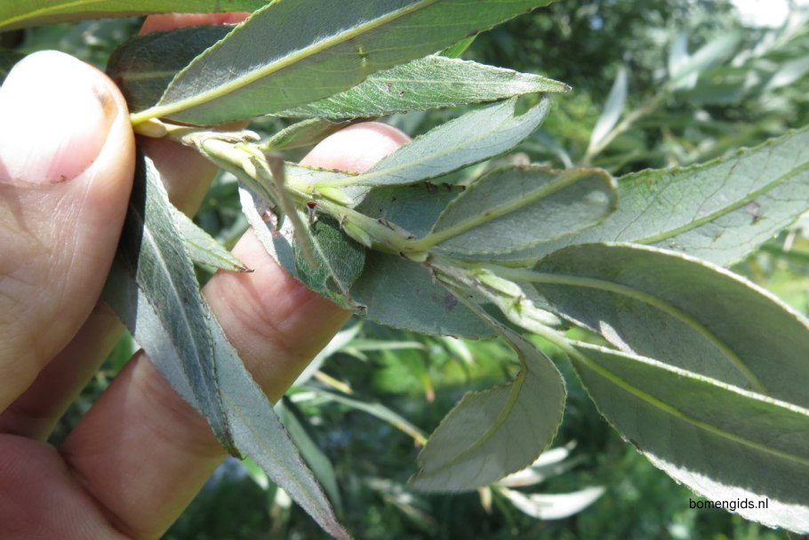 Лох серебристый (Elaeagnus commutata)
