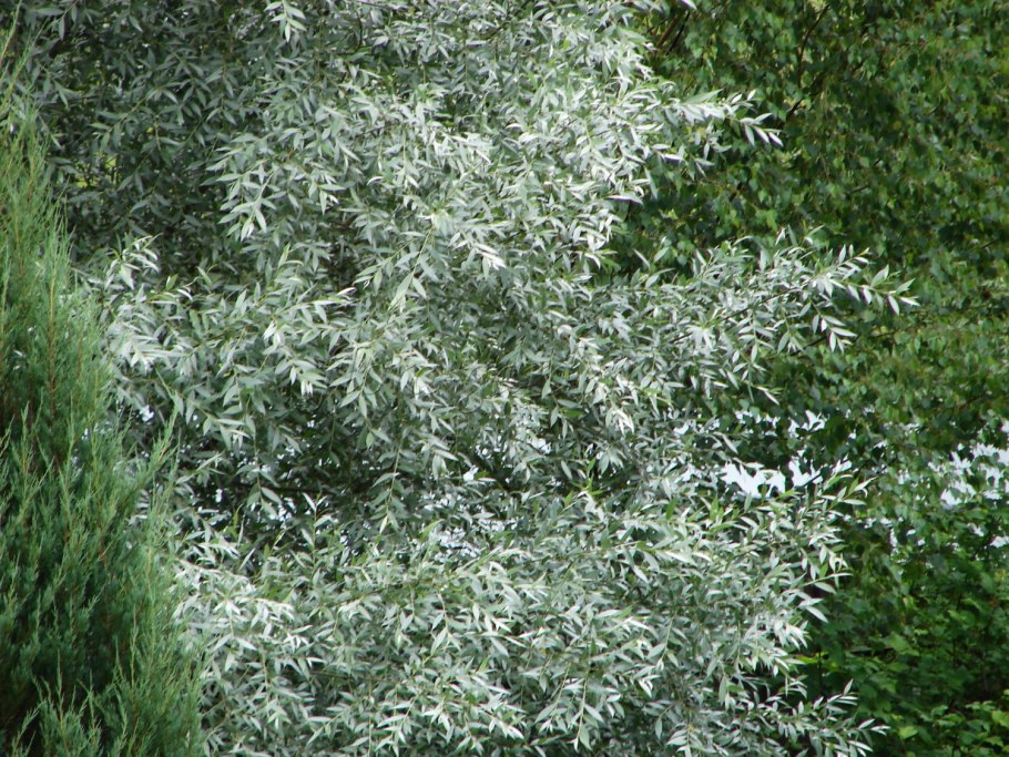 Ива белая (Salix Alba)