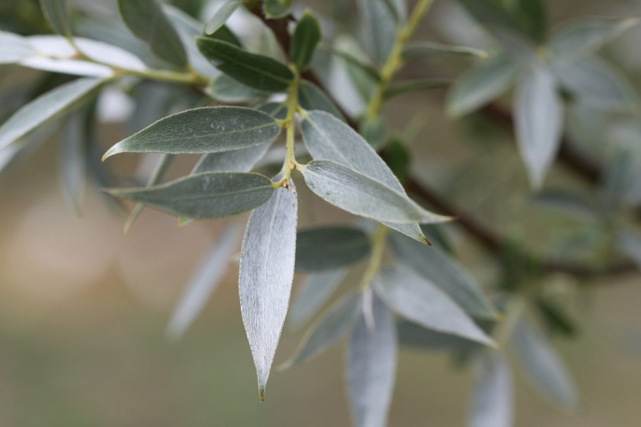 Ива белая (Salix Alba)