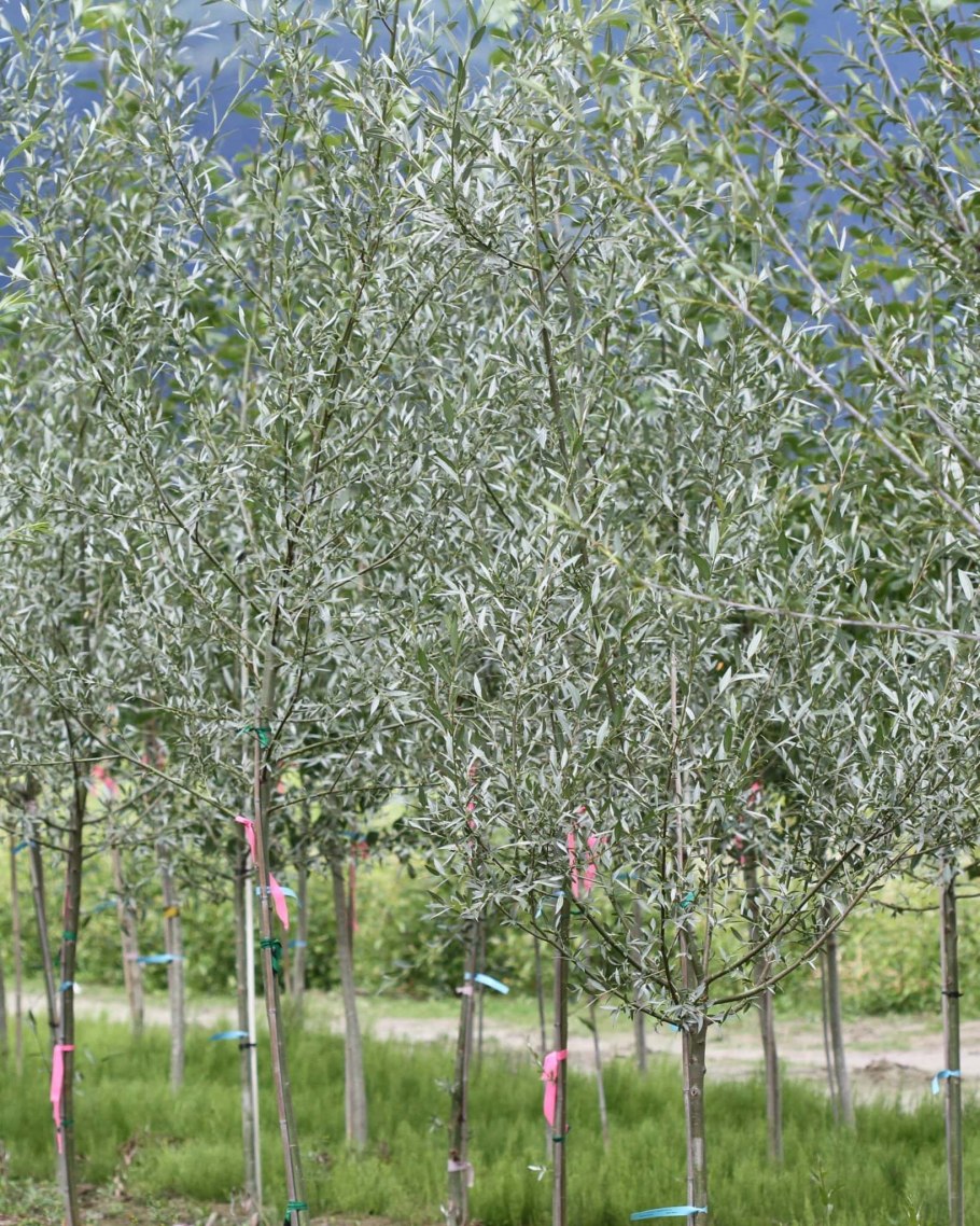 Ива белая серебристая Salix Alba