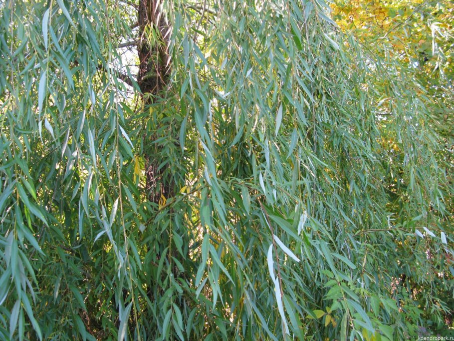 Ива белая (Salix Alba)