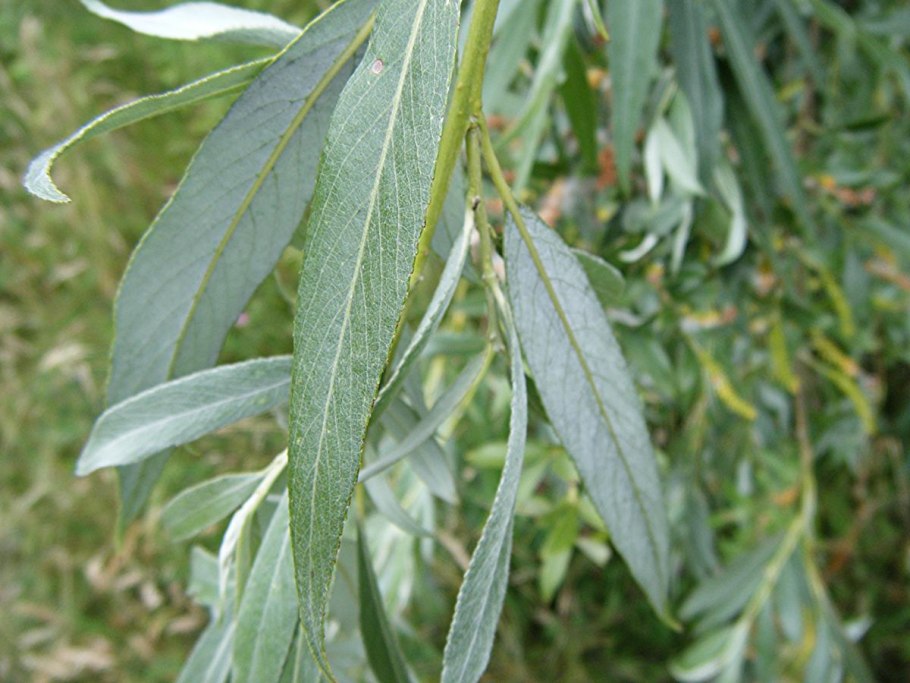 Ива белая (Salix Alba)