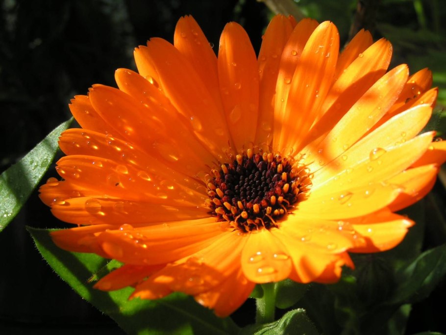 Календула лекарственная, ноготки (Calendula officinalis)