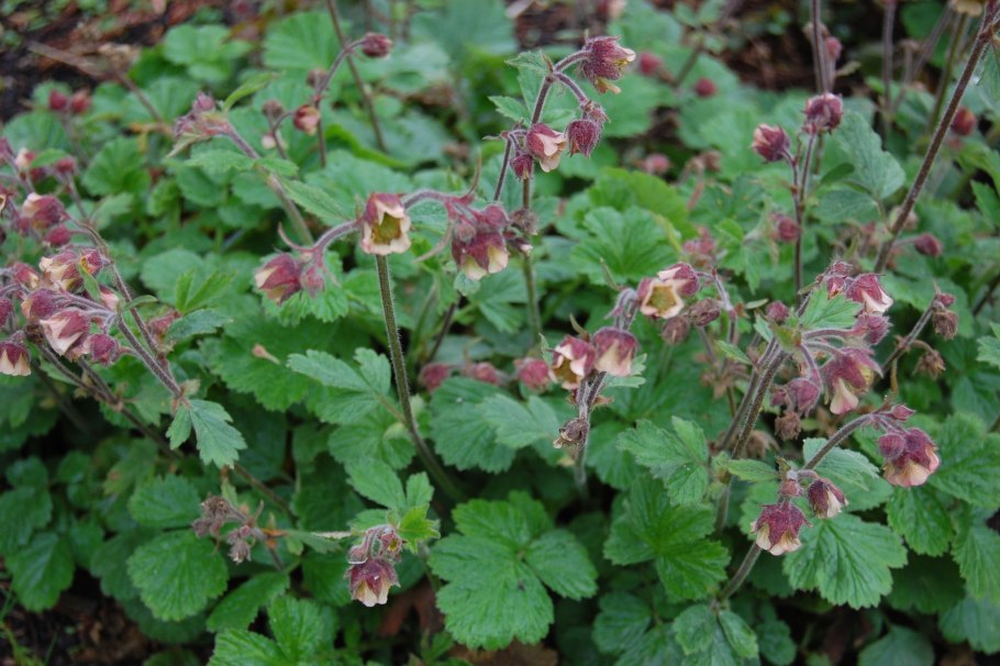Гравилат ярко-красный (Geum coccineum)