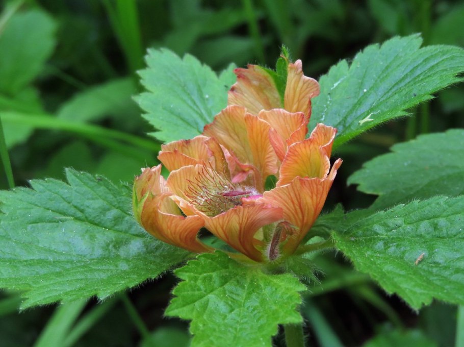 Гравилат ярко-красный (Geum coccineum)