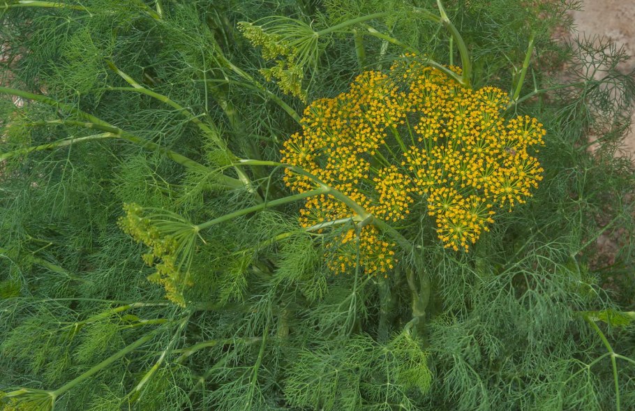 Фенхель, 10 мл