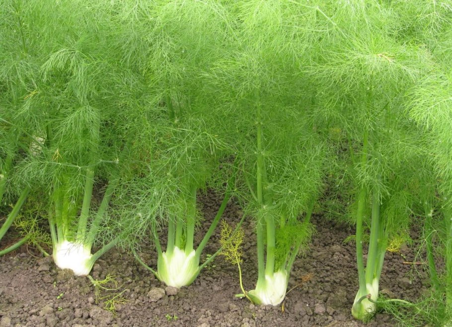 Фенхель метеорит