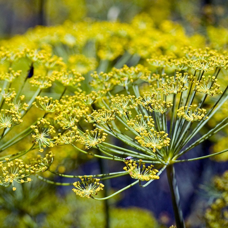 Фенхель растение