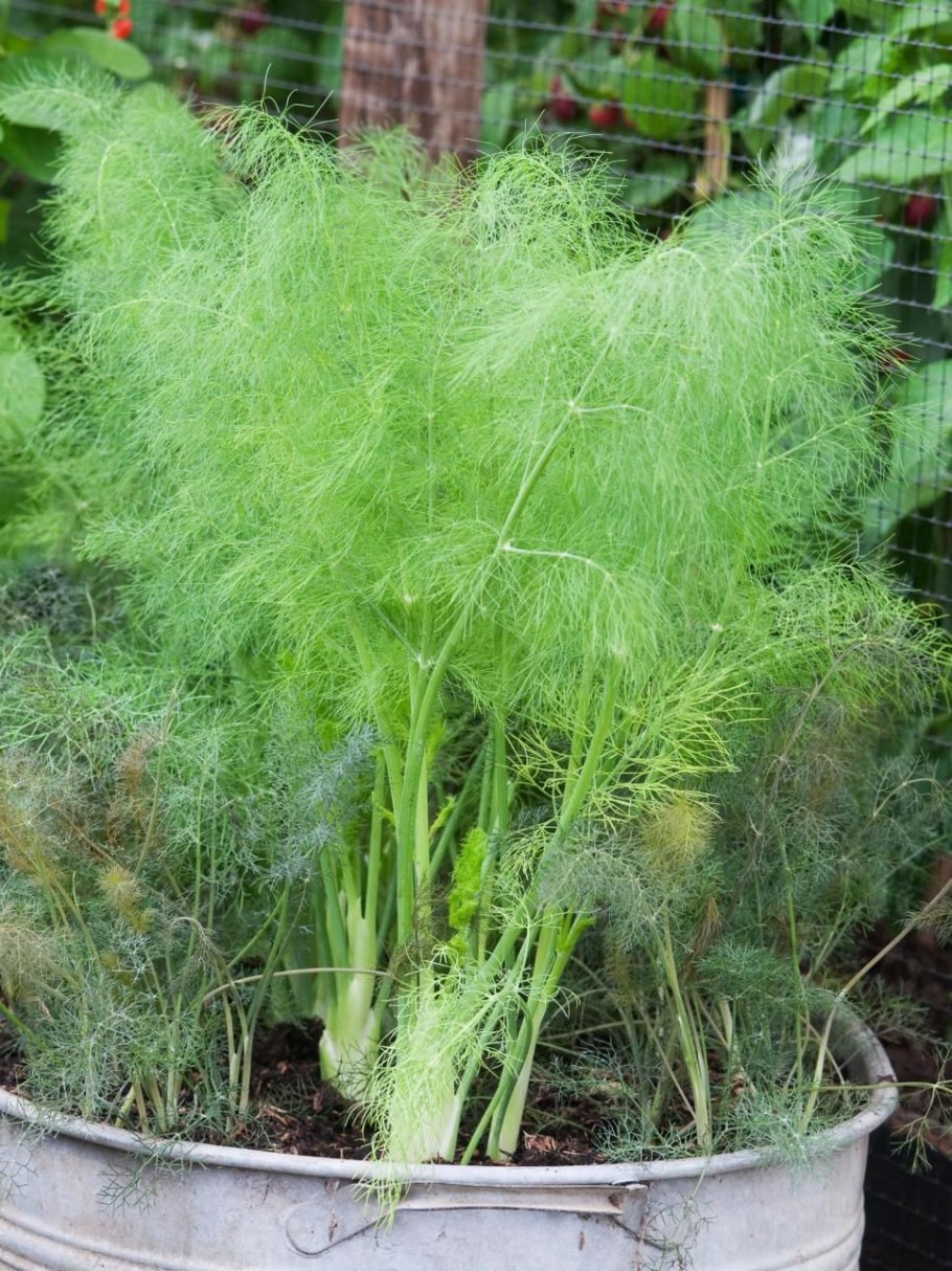 Фенхель. Foeniculum vulgare
