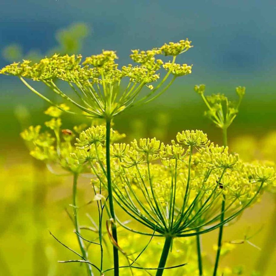 Фенхель обыкновенный Foeniculum vulgare