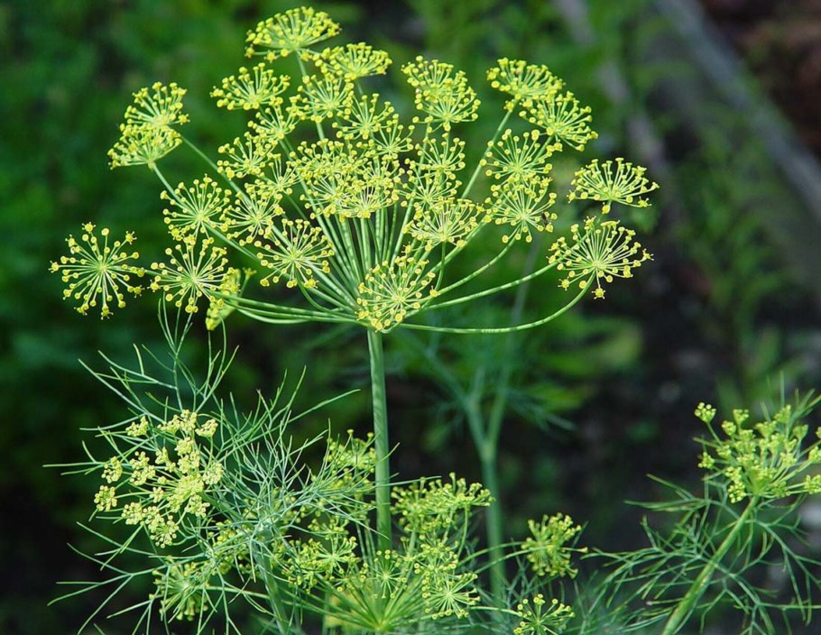 Foeniculum officinale