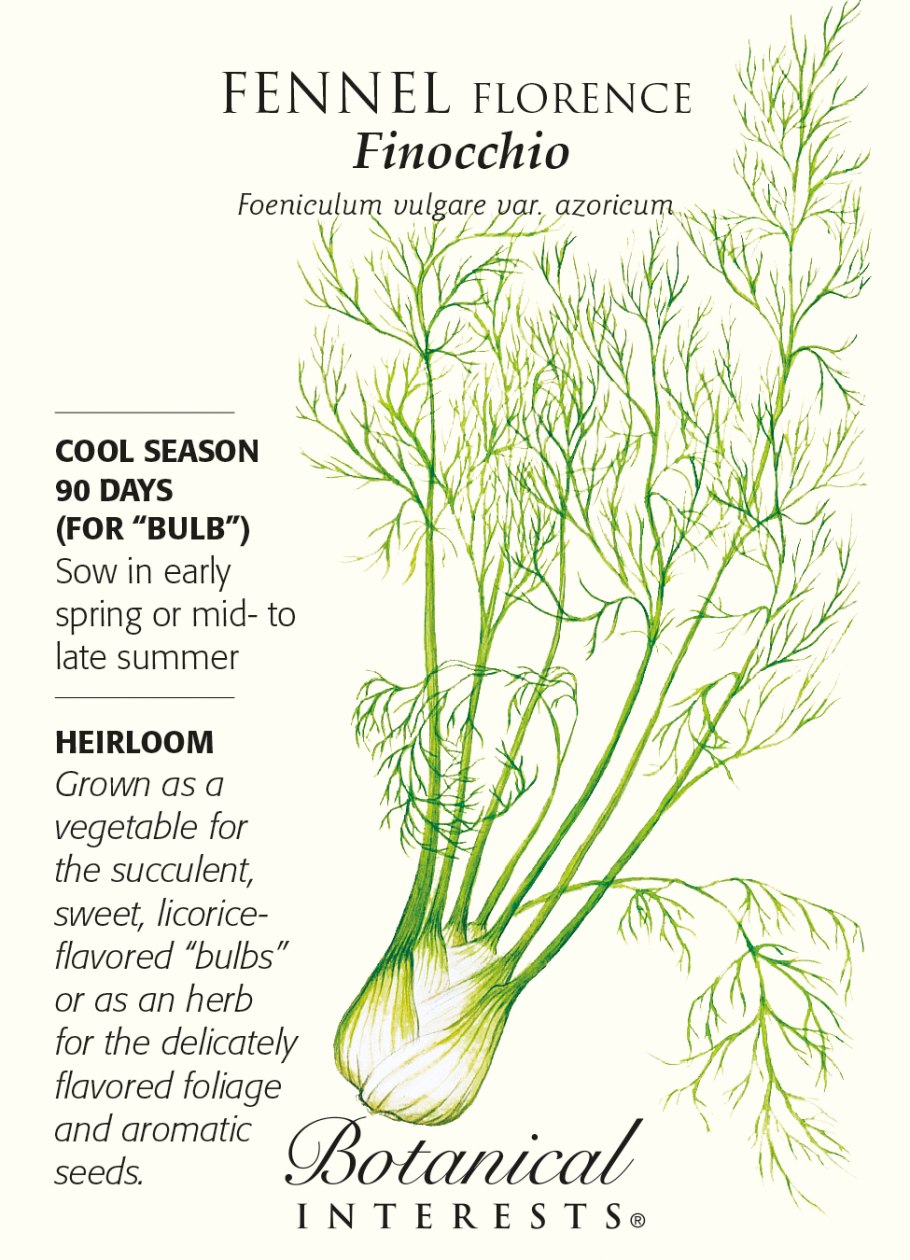 Фенхель обыкновенный растение