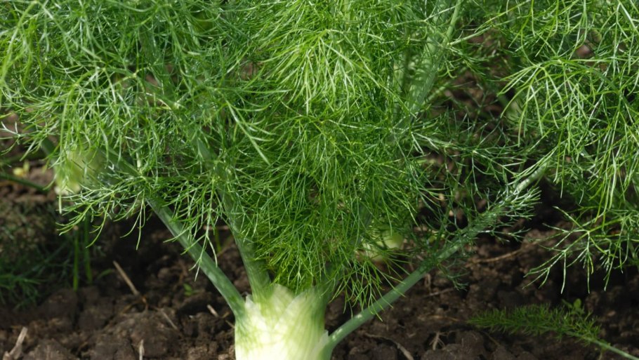 Укроп соцветие