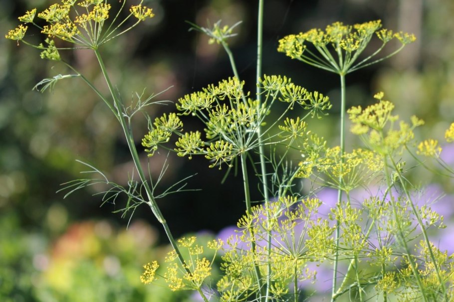 Фенхель обыкновенный соцветие