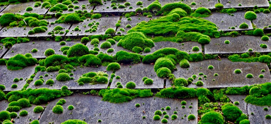 Крыша покрытая мхом