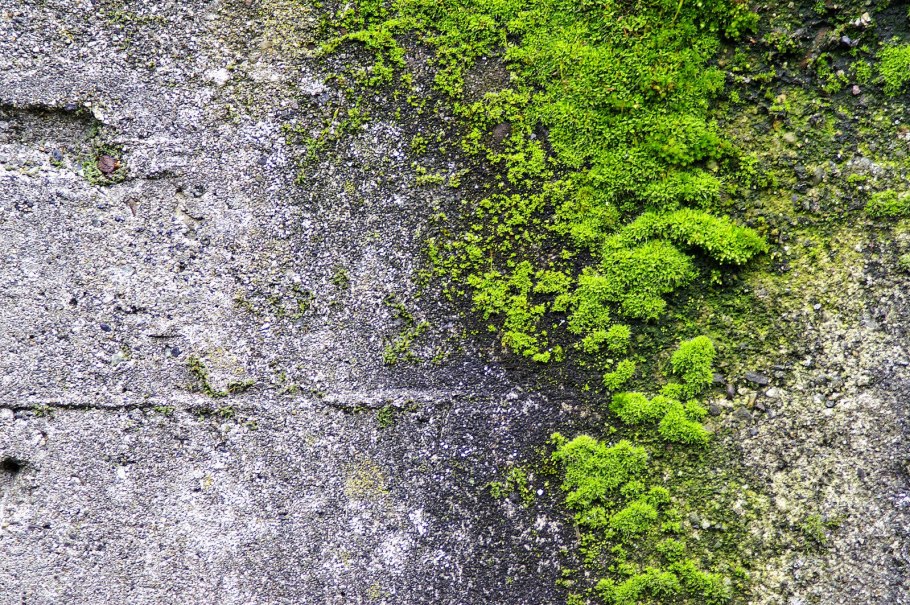 На коре дерева зеленый лишайник