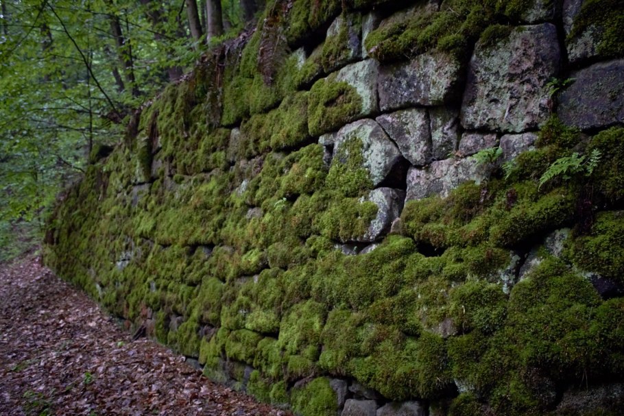Водоросли. Мхи