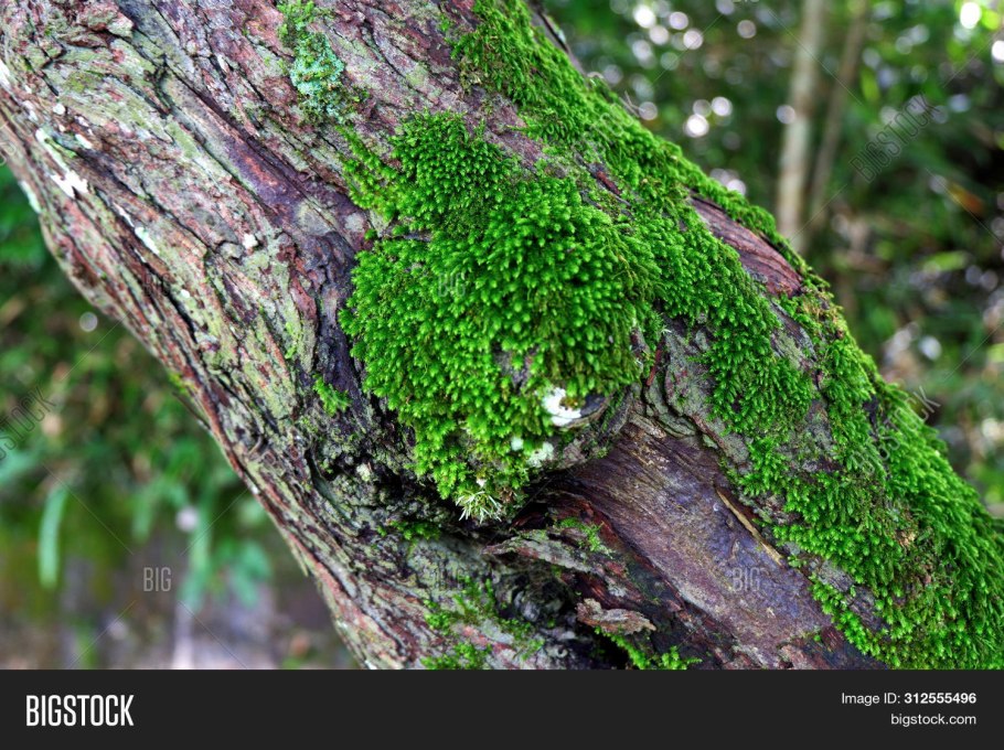 Мох, растущий на коре деревьев с Северной стороны