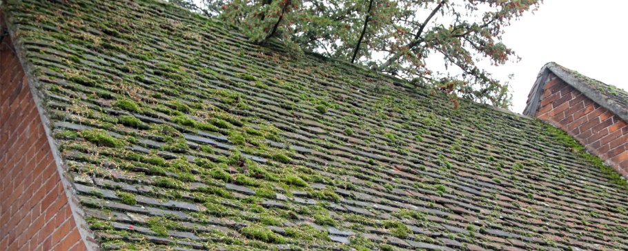 Аэрофильные водоросли