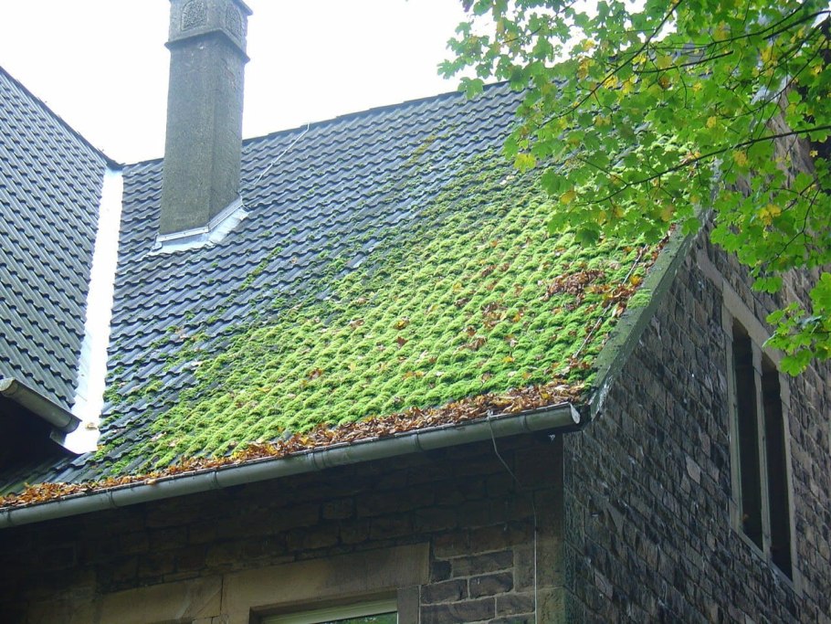 Мох на кирпичной стене