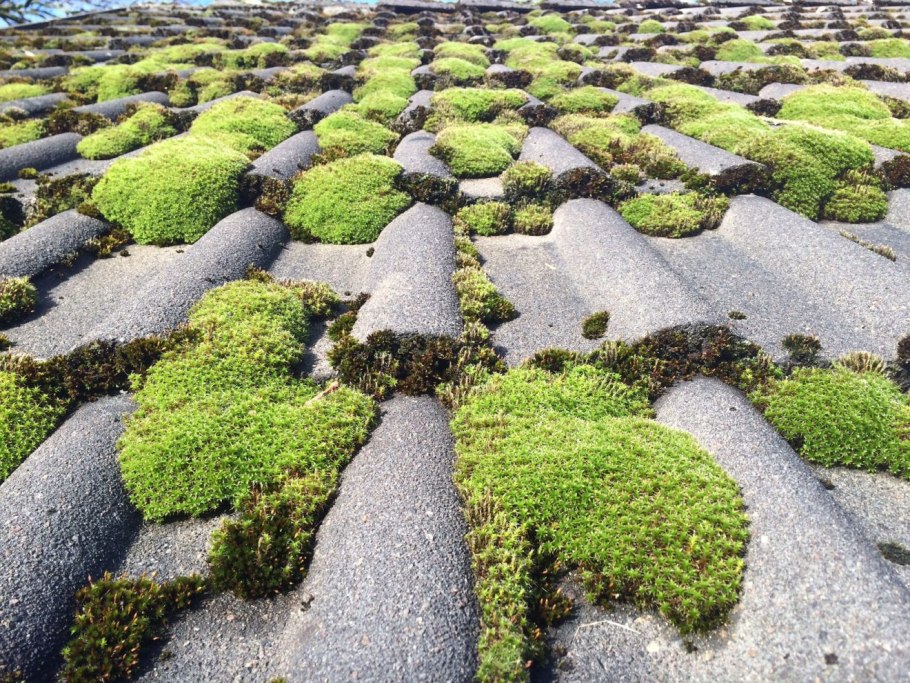 Крыша поросшая мхом