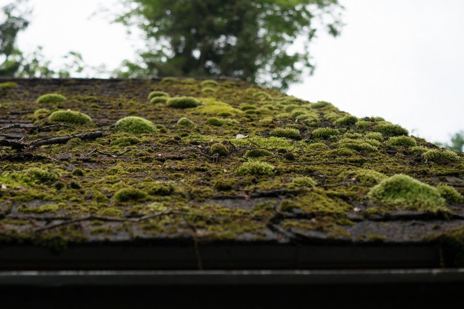 Лишайники на голых скалах