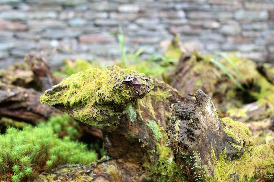 Мхи и лишайники на камнях