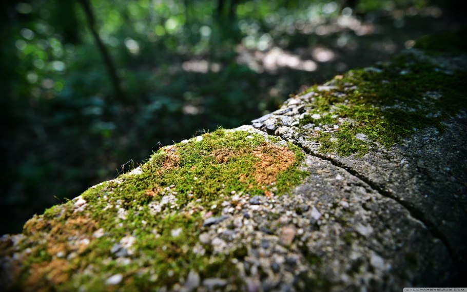 Забор мох лишайник