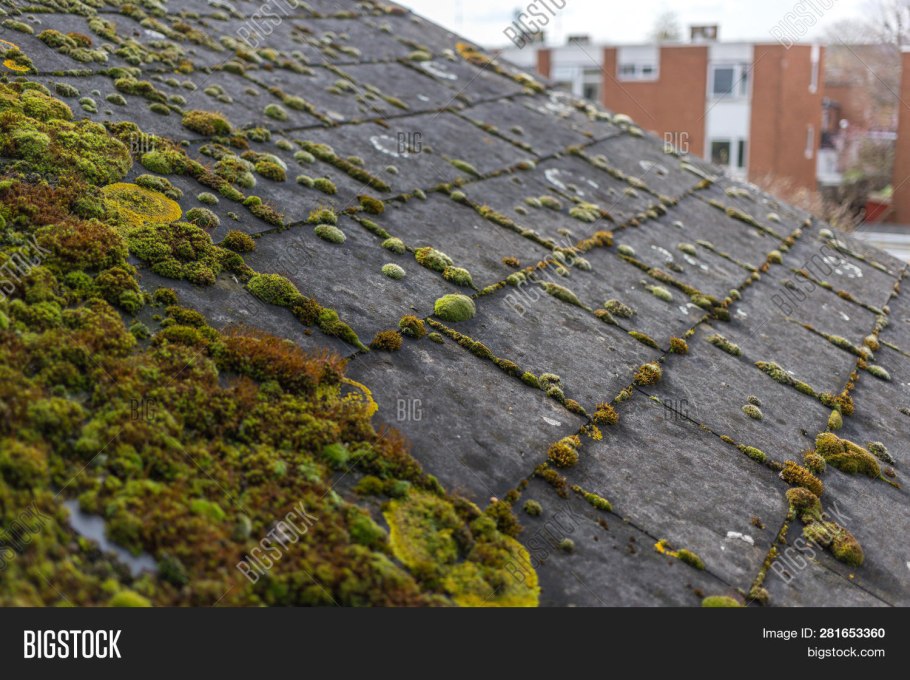 Горные склоны с деревьями