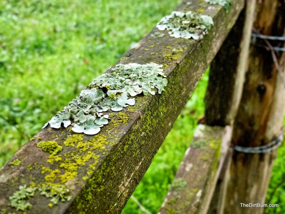 Стена бетон мох