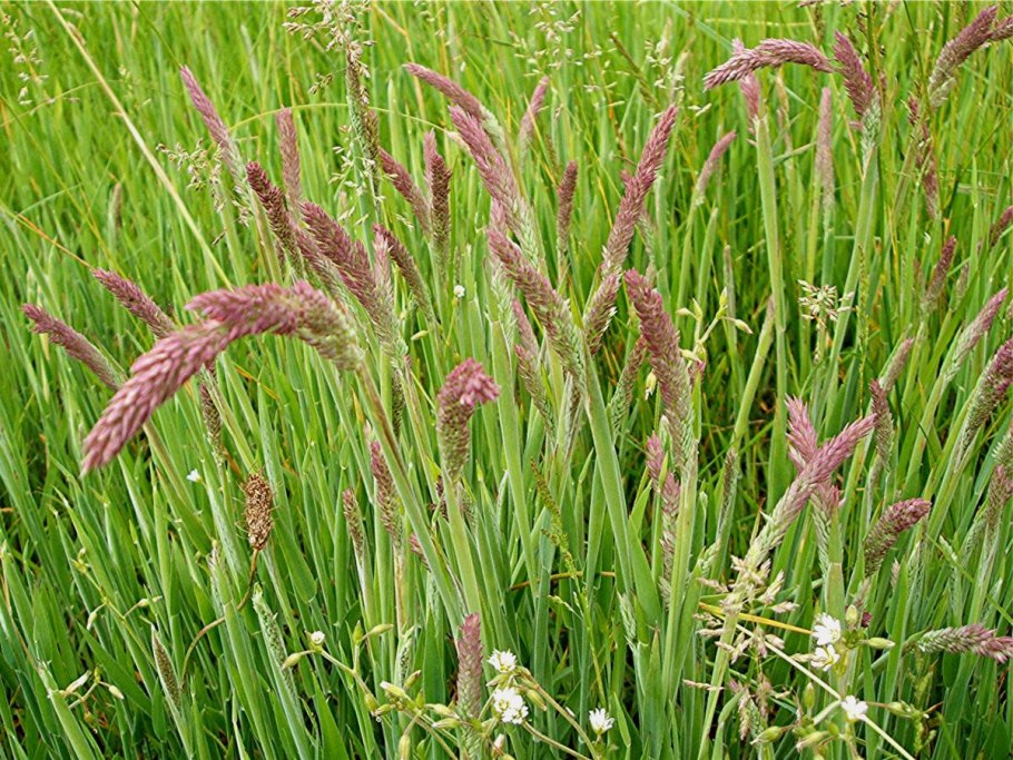 Бухарник шерстистый (Holcus lanatus)