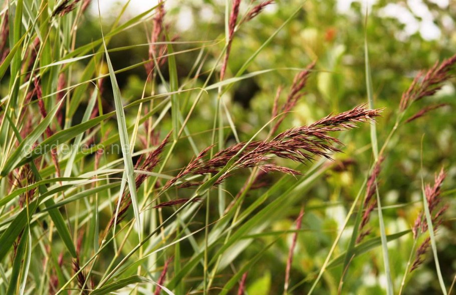 Тростник phragmites Australis