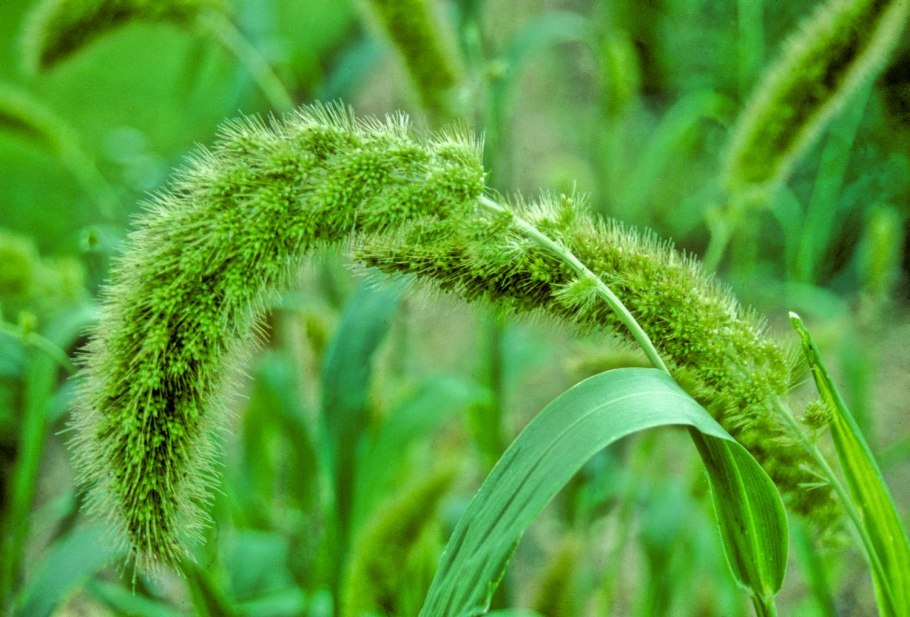 Щетинник зелёный (Setaria viridis)
