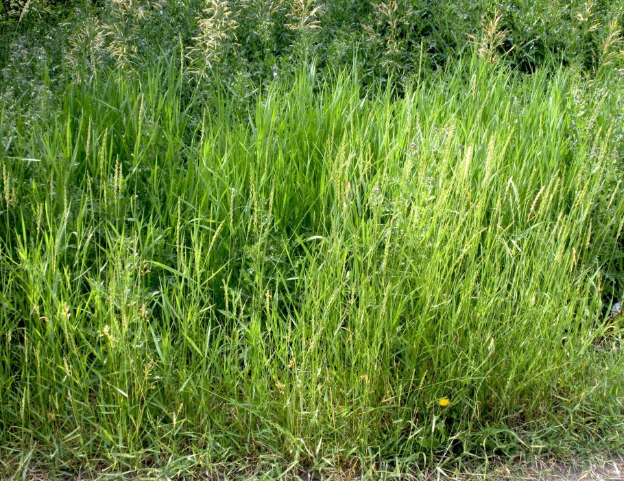 Пырей ползучий Agropyron repens