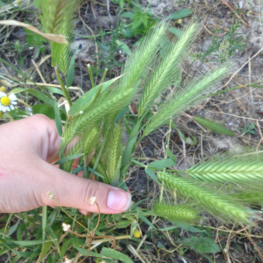 Злаковые Колос сорняк