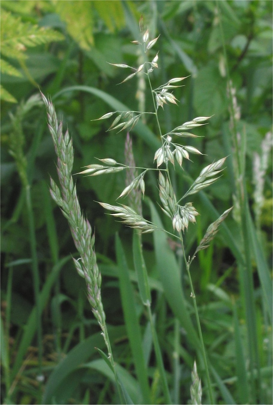 Бухарник мягкий