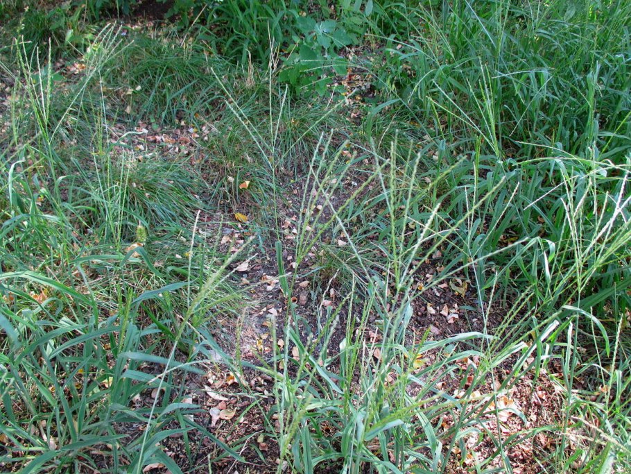 Сорная трава Свинорой