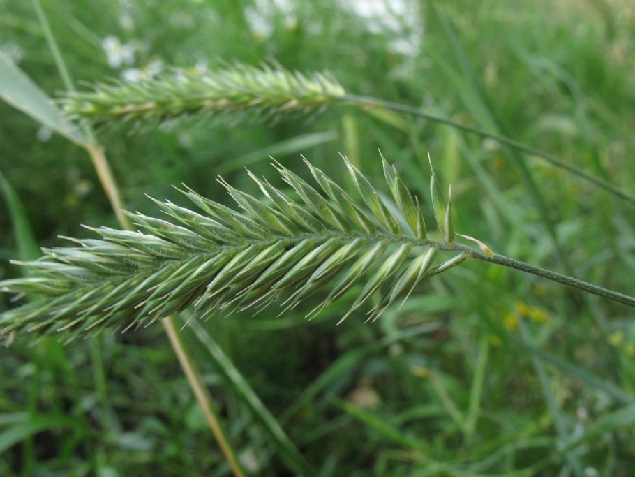 Житняк гребневидный семена