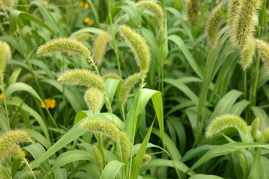 Щетинник сизый - Setaria glauca